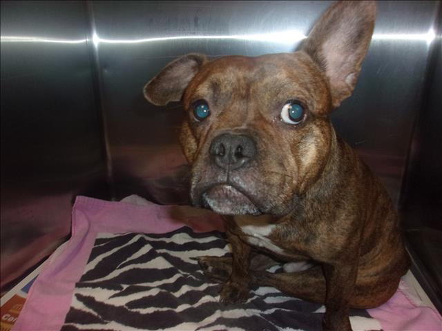 Shelter Stray Unknown Dog last seen , 14409 Vanowen St, Van Nuys, CA 91405, USA