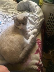 Lost Male Cat last seen Amity Church Rd. Iron station, NC-73, NC 28001