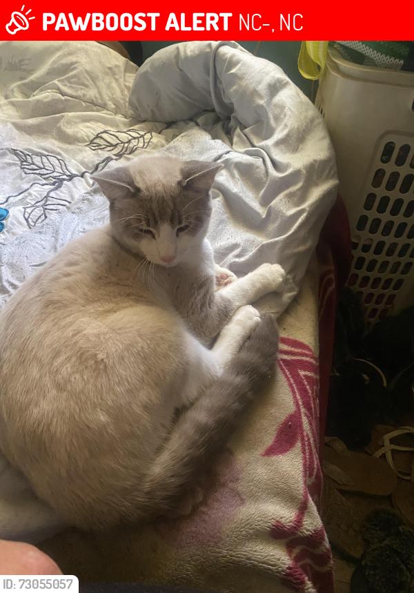 Lost Male Cat last seen Amity Church Rd. Iron station, NC-73, NC 28001