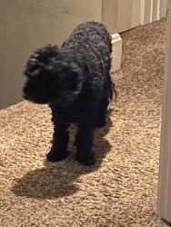 Lost Male Dog last seen A couple blocks away from Hook and Fish, Cincinnati, OH 45205