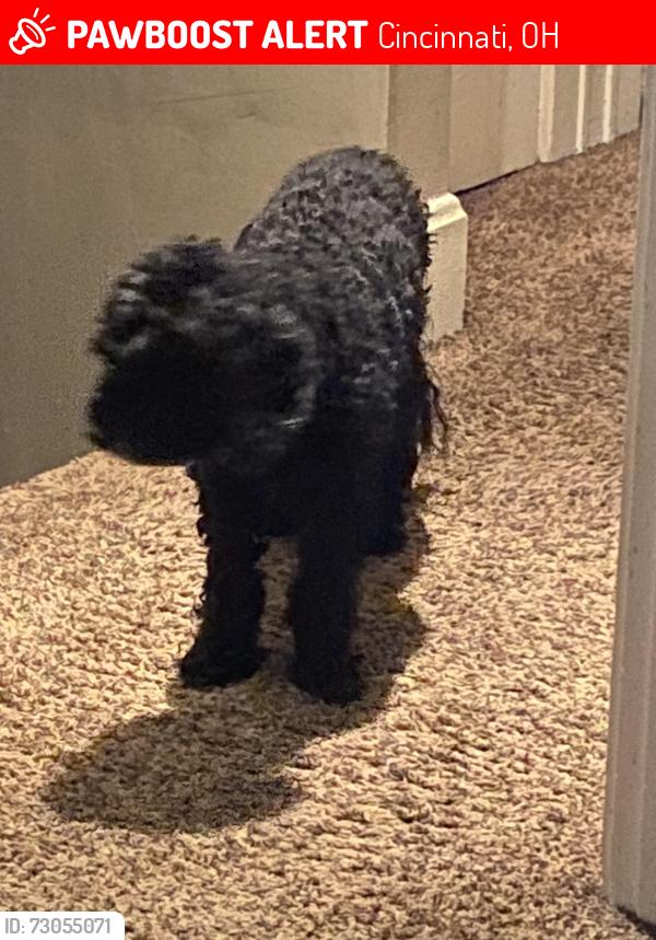 Lost Male Dog last seen A couple blocks away from Hook and Fish, Cincinnati, OH 45205