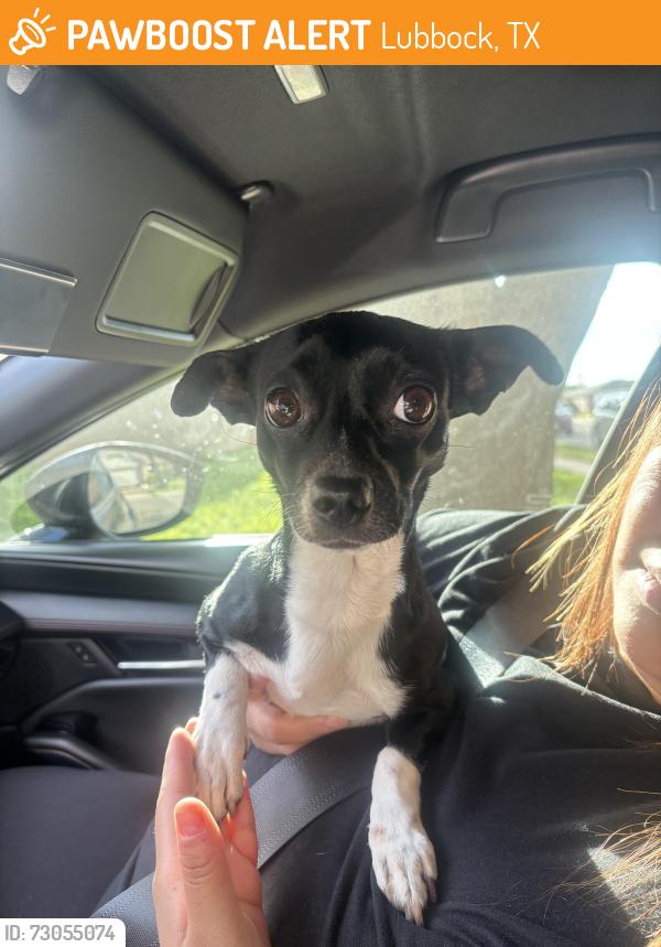 Found/Stray Female Dog last seen Renaissance at North Park, Lubbock, TX 79416