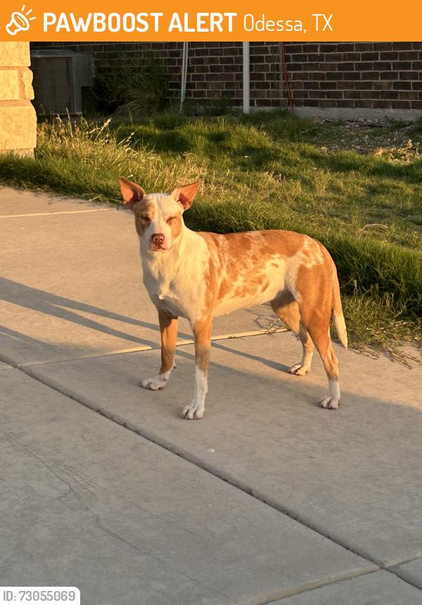 Found/Stray Female Dog last seen 91st and Desert, Odessa, TX 79765