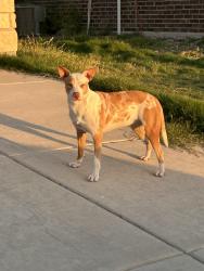 Found/Stray Female Dog last seen 91st and Desert, Odessa, TX 79765