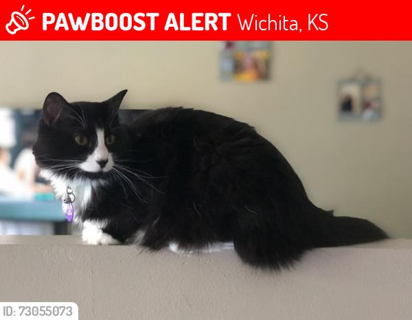 Lost Female Cat last seen Housing behind the QT at Kellogg and 135th, Wichita, KS 67235