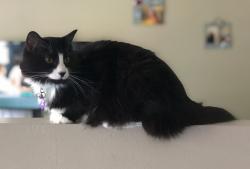 Lost Female Cat last seen Housing behind the QT at Kellogg and 135th, Wichita, KS 67235