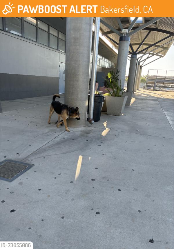 Found/Stray Unknown Dog last seen Inside the school, Bakersfield, CA 93304