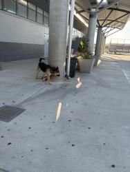 Found/Stray Unknown Dog last seen Inside the school, Bakersfield, CA 93304