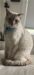 Reunited Male Cat last seen Bloomfield Avenue, Caldwell, NJ 07006