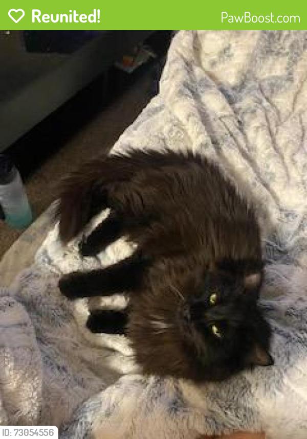 Reunited Male Cat last seen Wellington apmts , Silverdale, WA 98383
