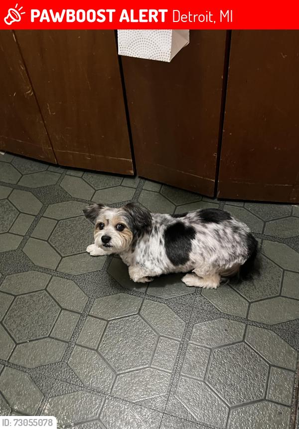 Lost Male Dog last seen Chene, Detroit, MI 48207