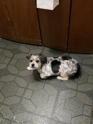 Lost Male Dog last seen Chene, Detroit, MI 48207
