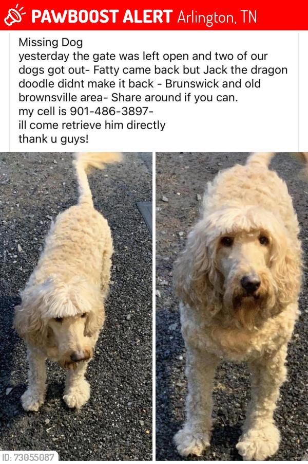 Lost Male Dog last seen Summer Meadows, Arlington TN, Arlington, TN 38002