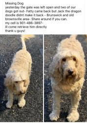 Lost Male Dog last seen Summer Meadows, Arlington TN, Arlington, TN 38002