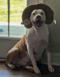 Lost Male Dog last seen Mabe Rd, Parkton, NC 28371