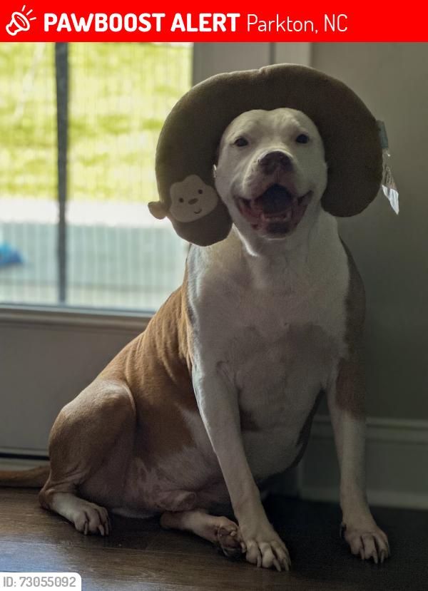Lost Male Dog last seen Mabe Rd, Parkton, NC 28371