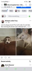 Lost Male Dog last seen 28th ave Bangor MI, Bangor, MI 49013