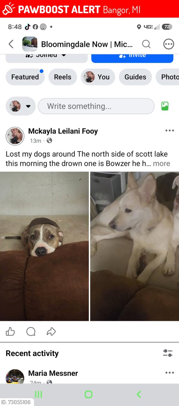 Lost Male Dog last seen 28th ave Bangor MI, Bangor, MI 49013