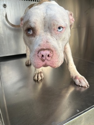 Shelter Stray Male Dog last seen Near Lucas Dr., East District, TX, 355 Hillshire Dr, Haslet, TX 76052, USA