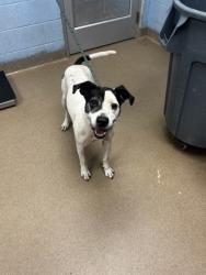 Shelter Stray Male Dog last seen , , GA, 3280 Chamblee Dunwoody Rd, Chamblee, GA 30341, USA