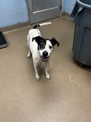 Shelter Stray Male Dog last seen , , GA, 3280 Chamblee Dunwoody Rd, Chamblee, GA 30341, USA