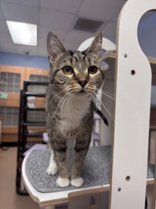 Shelter Stray Female Cat last seen , 30083, GA, 3280 Chamblee Dunwoody Rd, Chamblee, GA 30341, USA