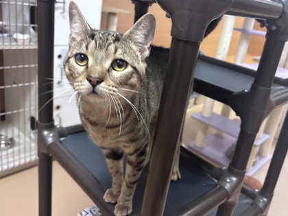 Shelter Stray Male Cat last seen , 30083, GA, 3280 Chamblee Dunwoody Rd, Chamblee, GA 30341, USA