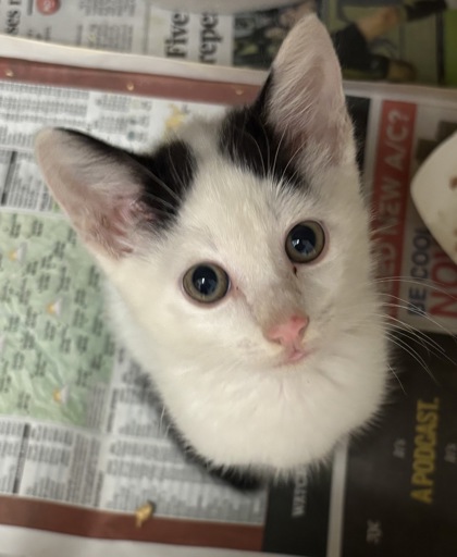 Shelter Stray Male Cat last seen Near Eagles Nest Cir Decatur, 30035, 30035, GA, 3280 Chamblee Dunwoody Rd, Chamblee, GA 30341, USA