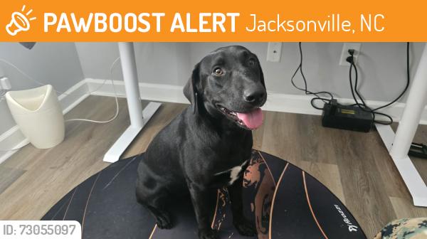 Found/Stray Female Dog last seen Morton elementary & old 30 rd, Jacksonville, NC 28546