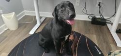 Found/Stray Female Dog last seen Morton elementary & old 30 rd, Jacksonville, NC 28546