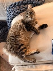 Lost Female Cat last seen N. 55th Ave and W. Happy Valley, Phoenix, AZ 85083