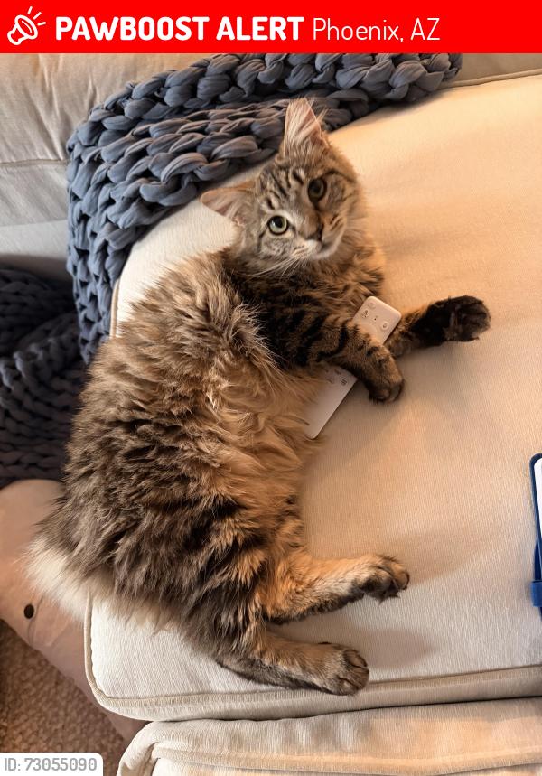 Lost Female Cat last seen N. 55th Ave and W. Happy Valley, Phoenix, AZ 85083