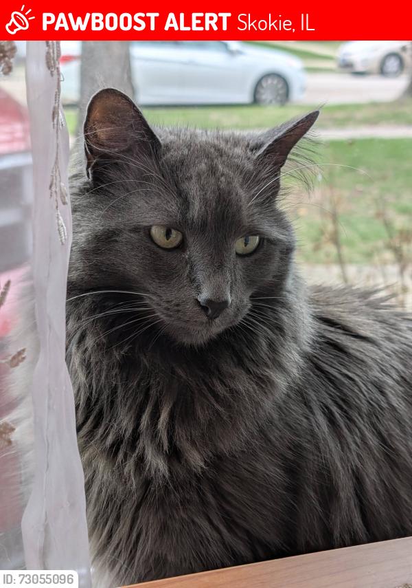 Lost Female Cat last seen Central Park Ave and Greenwood Street, Skokie/Evanston Area, Skokie, IL 60203