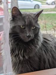 Lost Female Cat last seen Central Park Ave and Greenwood Street, Skokie/Evanston Area, Skokie, IL 60203