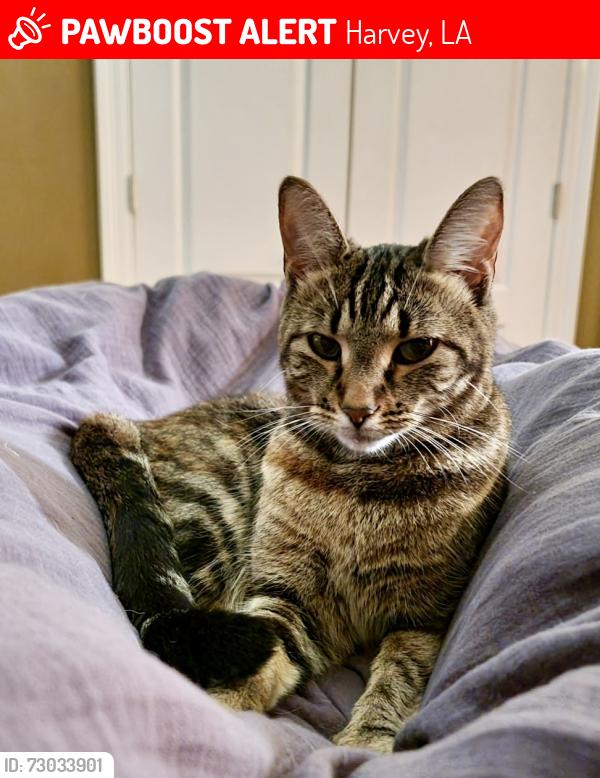 Lost Female Cat last seen Lake Ontario Drive, Harvey LA, Harvey, LA 70058