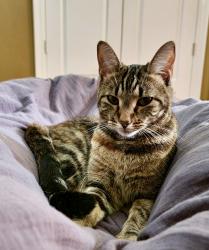 Lost Female Cat last seen Lake Ontario Drive, Harvey LA, Harvey, LA 70058