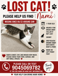 Lost Female Cat last seen S Church Ave, Tampa, FL 33629