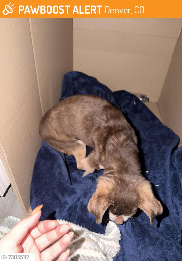 Found/Stray Male Dog last seen Mississippi and valentia, Denver, CO 80247