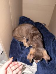 Found/Stray Male Dog last seen Mississippi and valentia, Denver, CO 80247