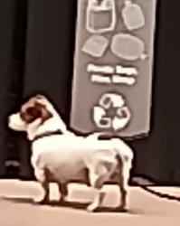 Found/Stray Unknown Dog last seen Food Lion Lawndale drive, Greensboro, NC 27408