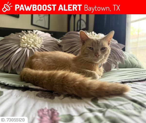 Lost Male Cat last seen Near Kettering dr , Baytown, TX 77521