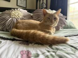 Lost Male Cat last seen Near Kettering dr , Baytown, TX 77521