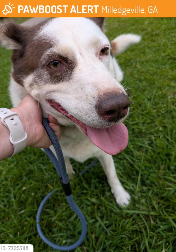 Found/Stray Female Dog last seen Hwy 22W in Baldwin County several miles from Jones County Line, Milledgeville, GA 31061