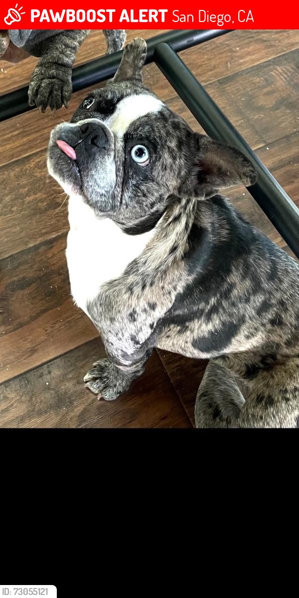 Lost Female Dog last seen Mira Mesa Swansea , San Diego, CA 92126