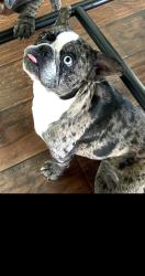 Lost Female Dog last seen Mira Mesa Swansea , San Diego, CA 92126