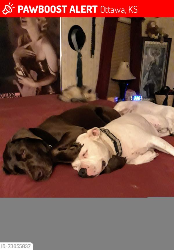 Lost Male Dog last seen Near highway 59, Ottawa, KS 66067
