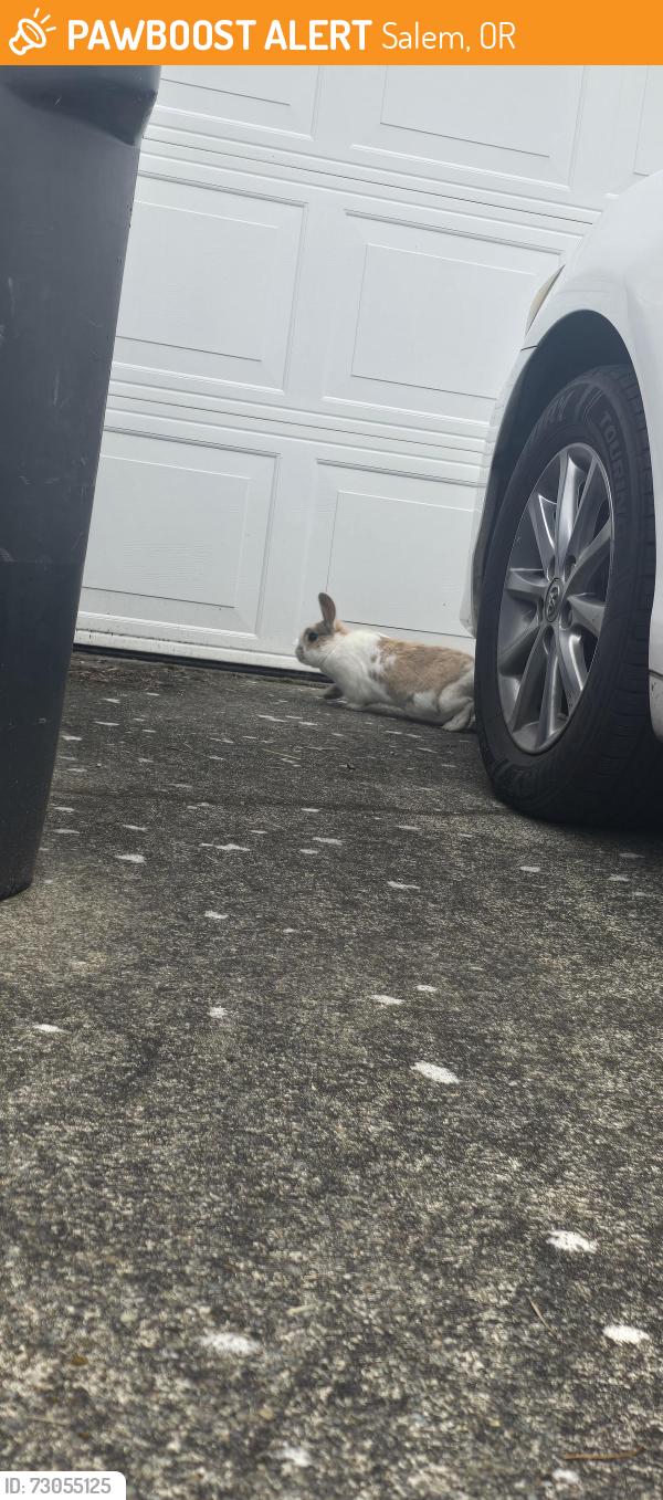 Found/Stray Unknown Other last seen Indian Earth Ave near Drew St, Salem, OR 97305