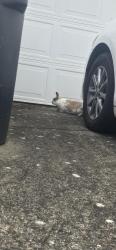 Found/Stray Unknown Other last seen Indian Earth Ave near Drew St, Salem, OR 97305