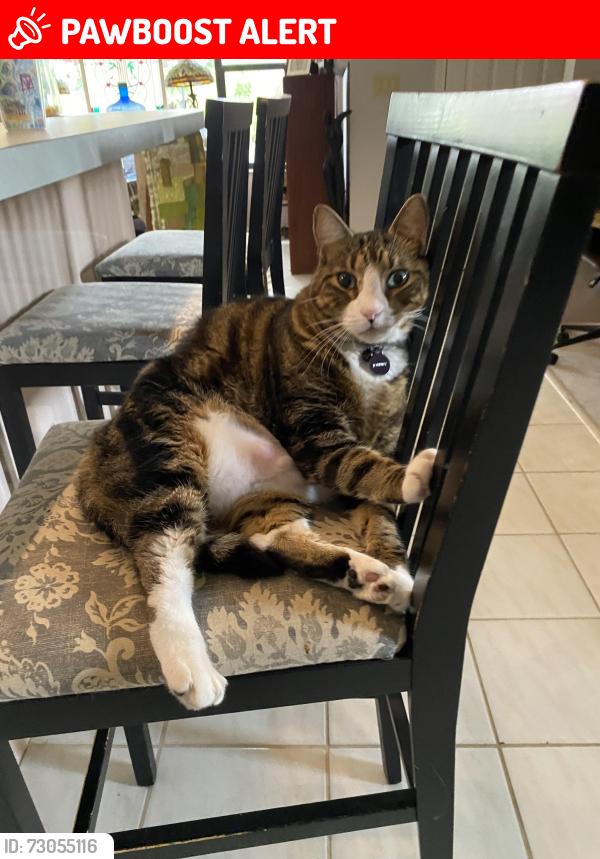 Lost Male Cat last seen Pioneer trail, New Smyrna Beach, FL 32168