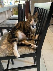 Lost Male Cat last seen Pioneer trail, New Smyrna Beach, FL 32168